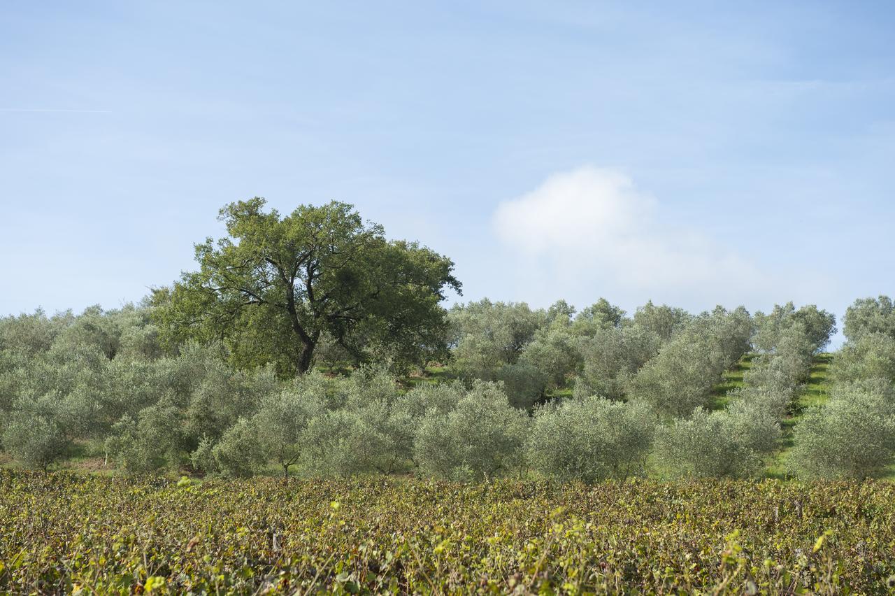 Agriturismo Poggio Corbello La Pesta Exteriér fotografie